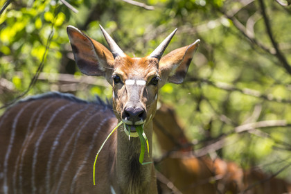 Jeune mâle Nyala_parc HluHluwe en Afrique du Sud