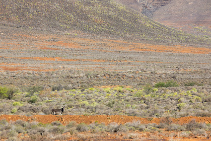 route R364 proche de Calvinia _ Afrique du Sud