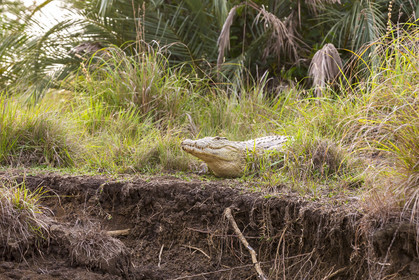 Crocodile _ Sainte Lucia en Afrique du Sud