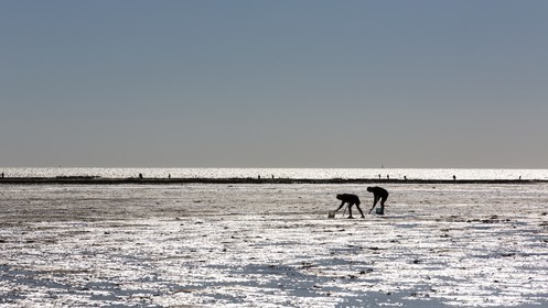 Pêche à pied_Plouharnel