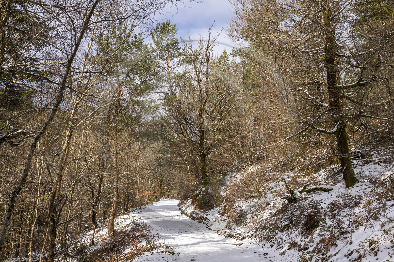The forest of Huelgoat