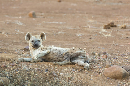 Hyène tachetée_Parc Krüger, Afrique du Sud