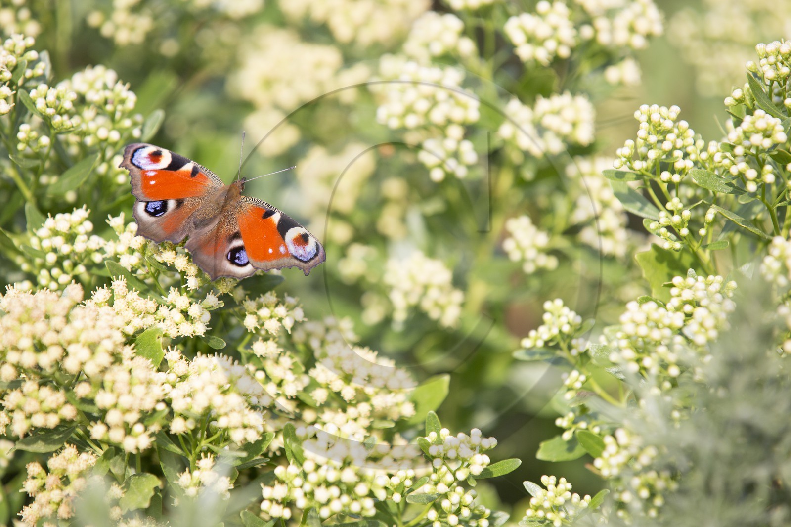Papillon