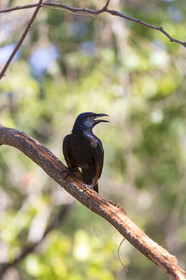 20171106_Afrique du sud_55A8700