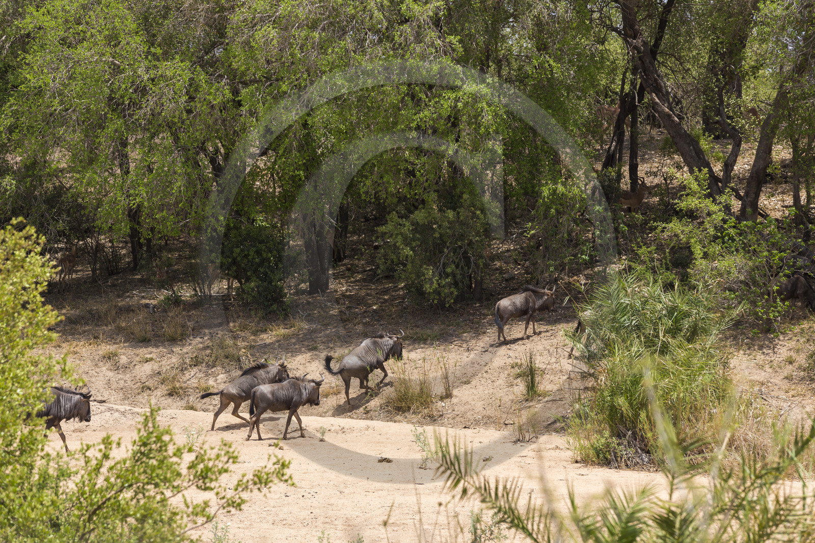 Gnous bleus_Parc Krüger, Afrique du Sud