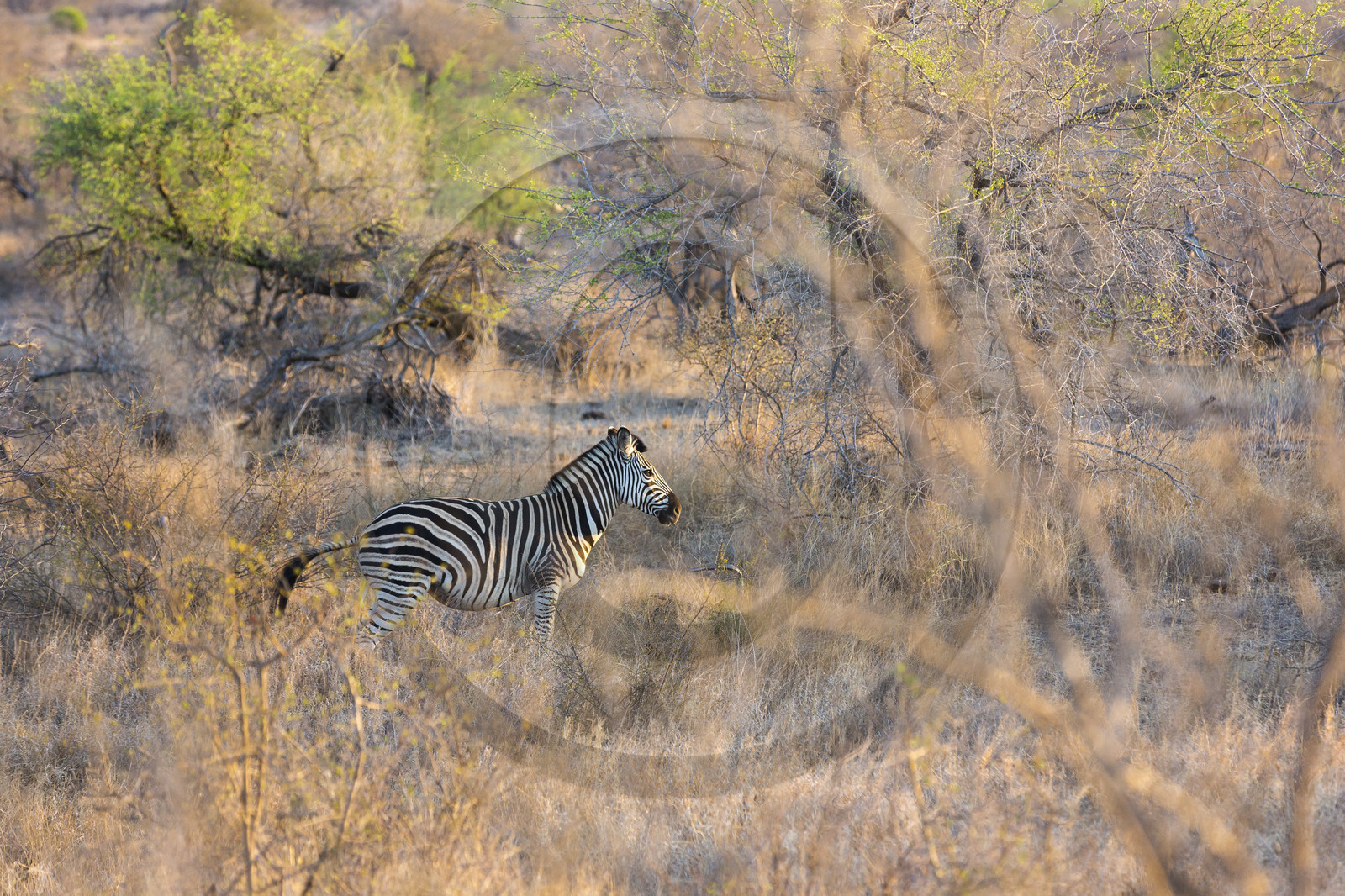 Zèbre_Parc Krüger, Afrique du Sud