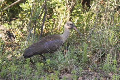Pilanesberg National Park, Afrique du Sud