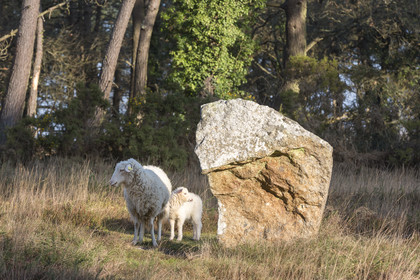 Alignements de Kermario _ Carnac