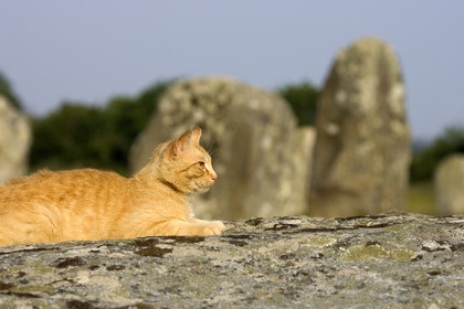 Alignements de Menhirs du Ménec à Carnac