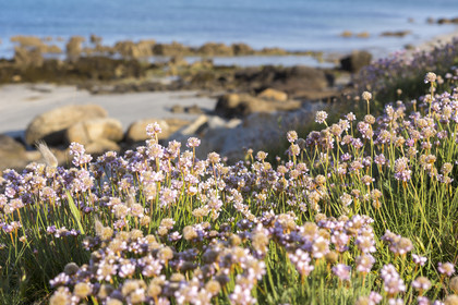 Sentier côtier_Carnac