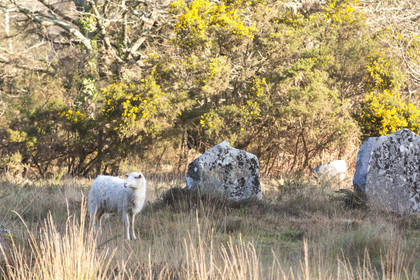Alignements de Kermario _ Carnac