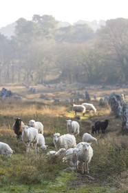 Alignements de Kermario _ Carnac