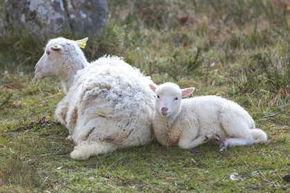 Alignements de Kermario _ Carnac