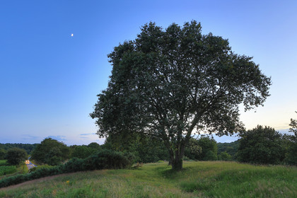 Le Tumulus du Moustoir à Carnac