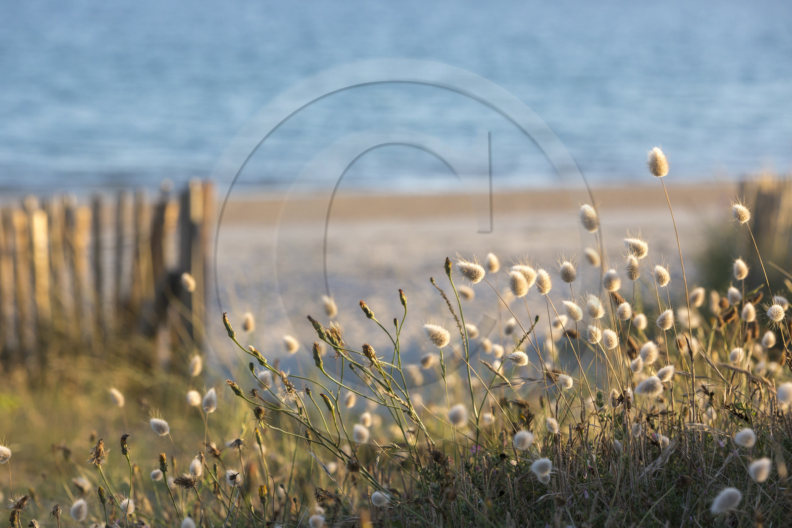 Grande plage de Carnac