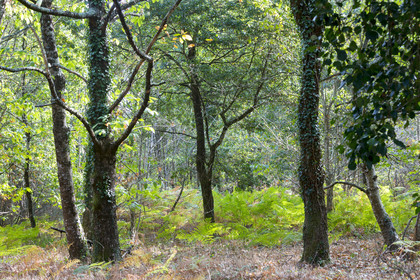 Chemin boisé à Carnac