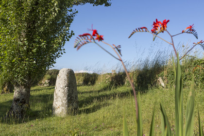 Menhir à St Colomban_Carnac