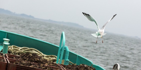 Ostreiculture _ Mr Ludovic Tanguy. La Trinite sur Mer