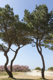 La grande plage de Carnac