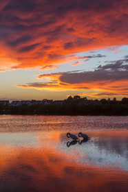 Cygnes au coucher du soleil dans les marais salants de Carnac.
