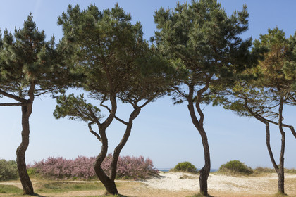 La grande plage de Carnac