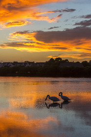 Cygnes au coucher du soleil dans les marais salants de Carnac.