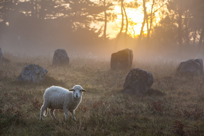 Mouton dans les alignements du Ménec à Carnac au petit matin.