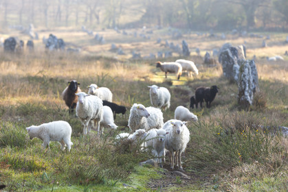 Alignements de Kermario _ Carnac