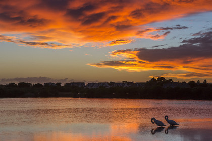 Cygnes au coucher du soleil dans les marais salants de Carnac.