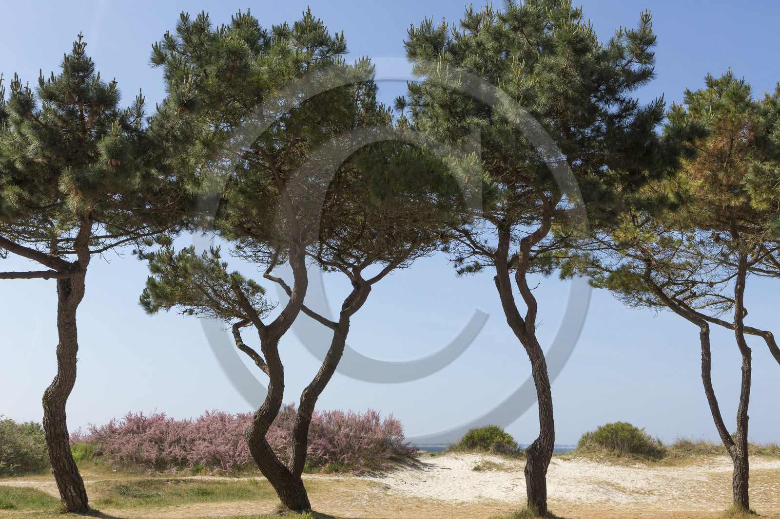 La grande plage de Carnac