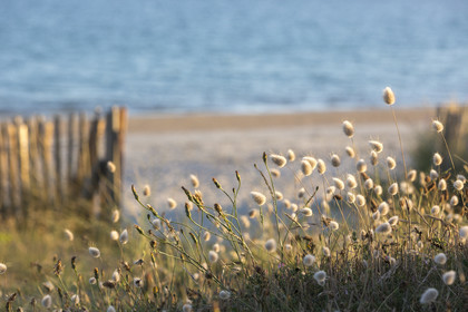 Grande plage de Carnac