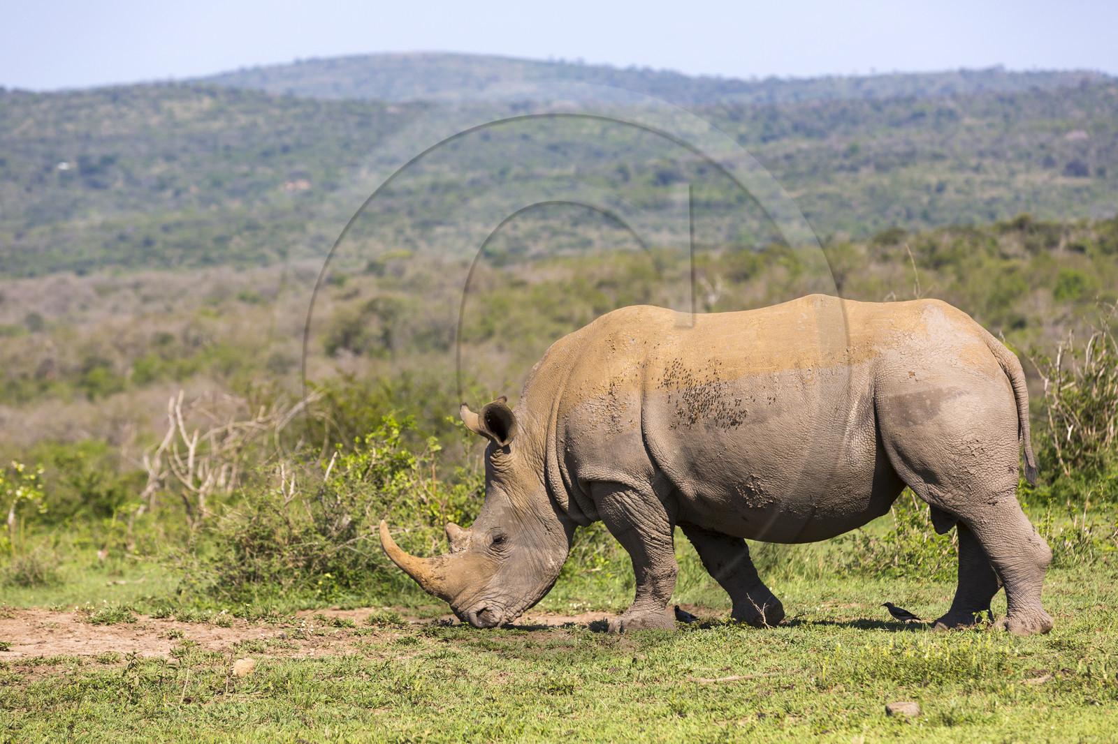 Rhinocéros_Parc HluHluwe-iMfolozi en Afrique du Sud