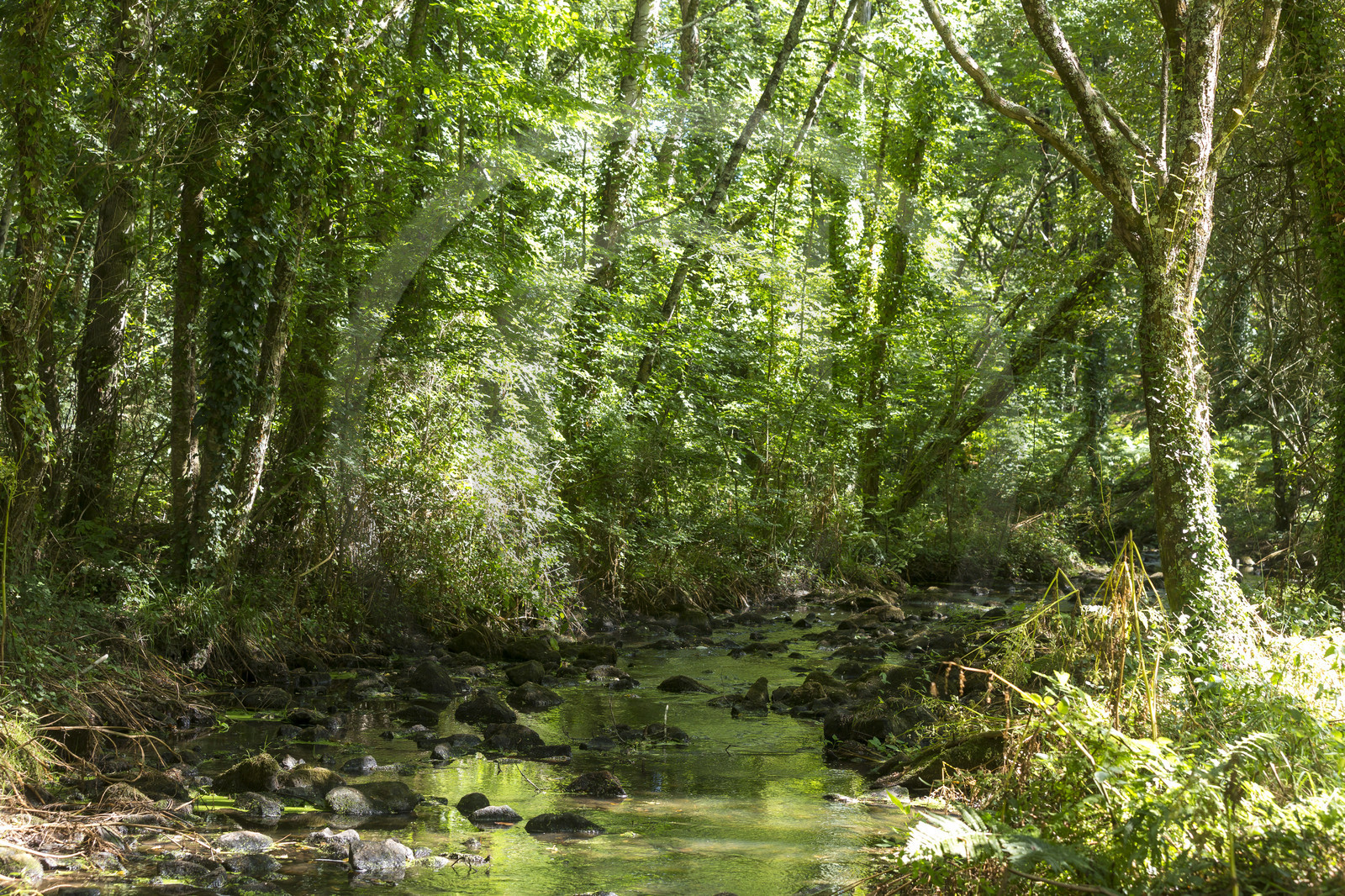 Le ruisseau du Gouyanzeur à Carnac