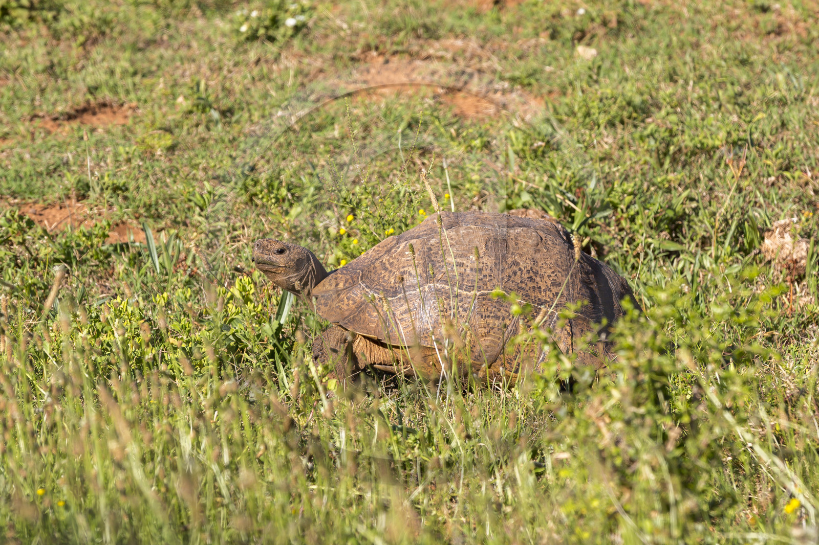 Tortue de terre_Ado Elefant Park en Afrique du Sud