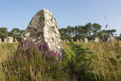 Les alignements de Kerlescan _ Carnac