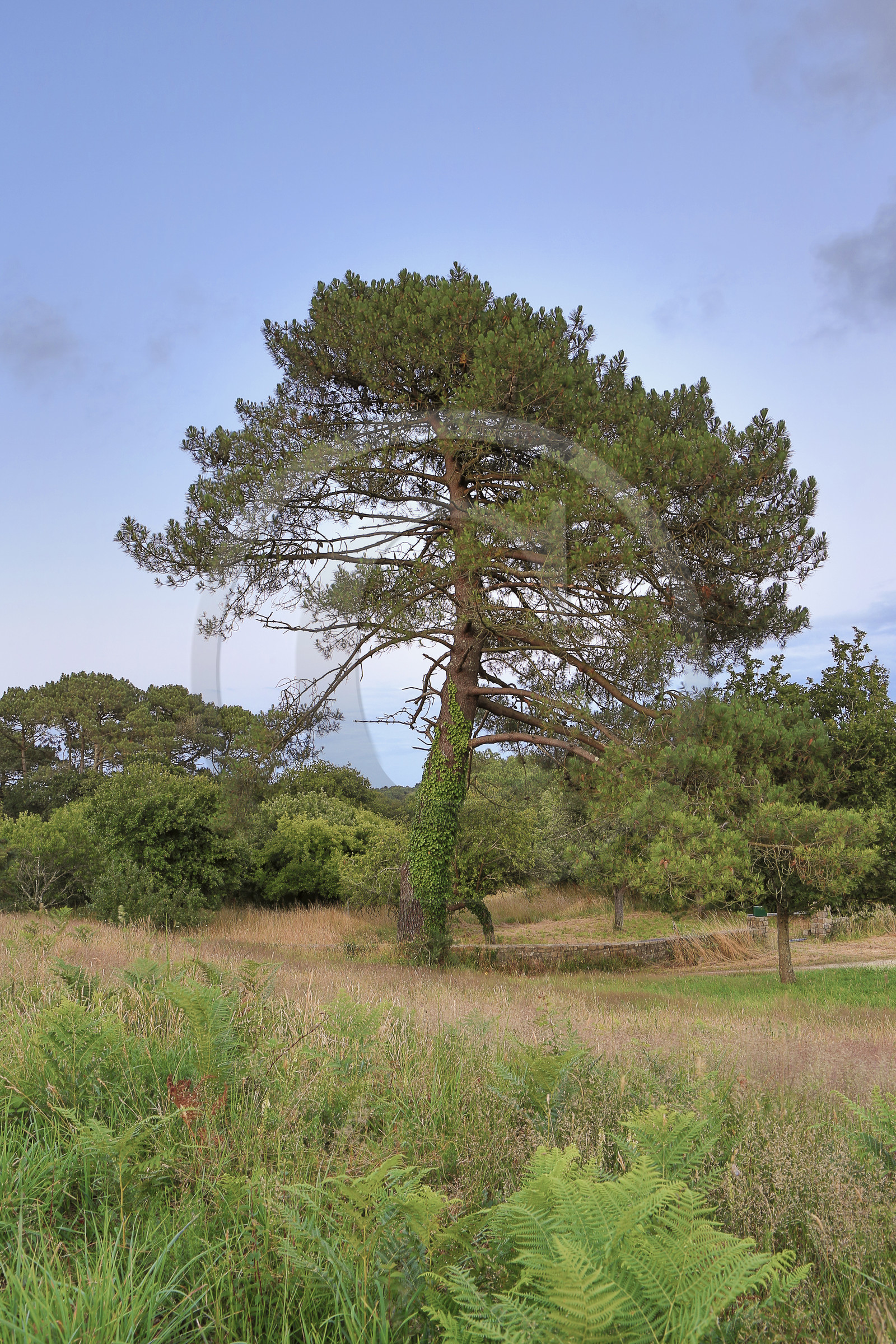 Le Tumulus du Moustoir à Carnac