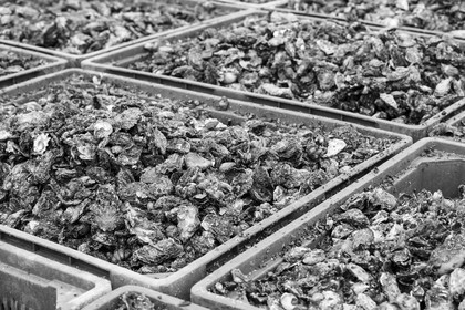 Ostreiculture _ Mr Ludovic Tanguy. La Trinite sur Mer